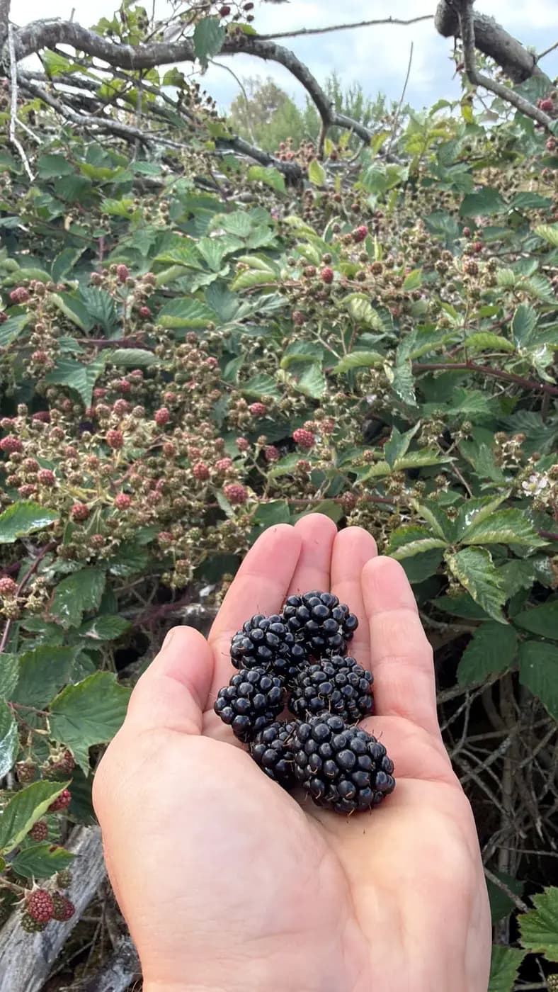 A handful of just-picked blackberries