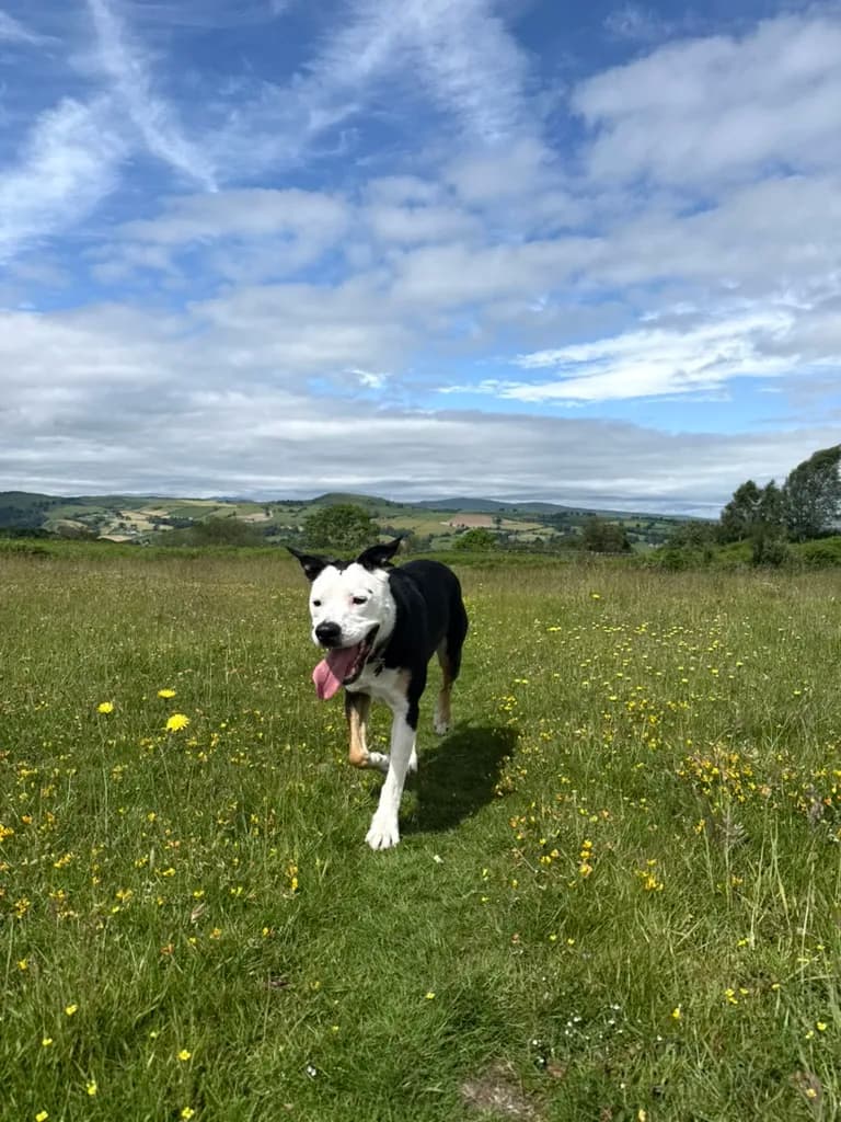 Duncan running through a meadow of buttercups